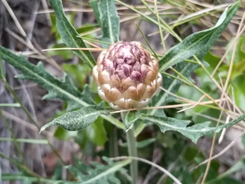 Leuzea