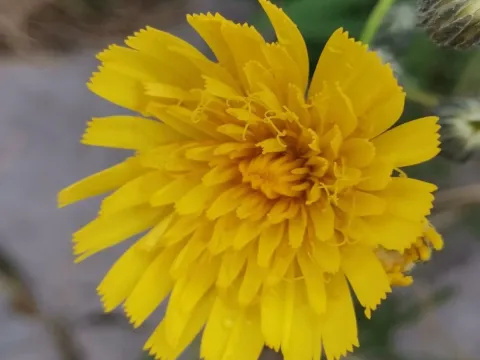 Hieracium glaucum