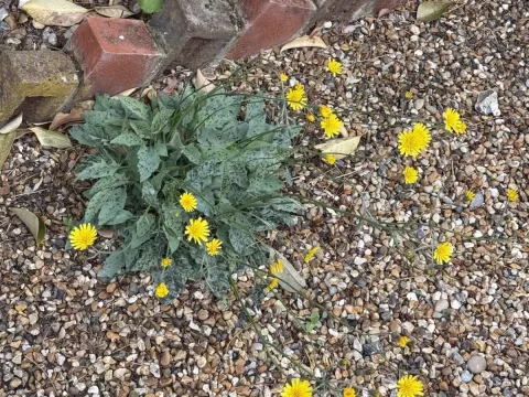 Glaucous Hawkweed