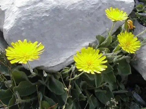 Lawson's Hawkweed