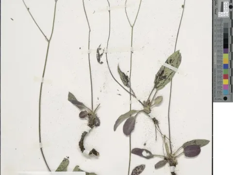 Hieracium pictum