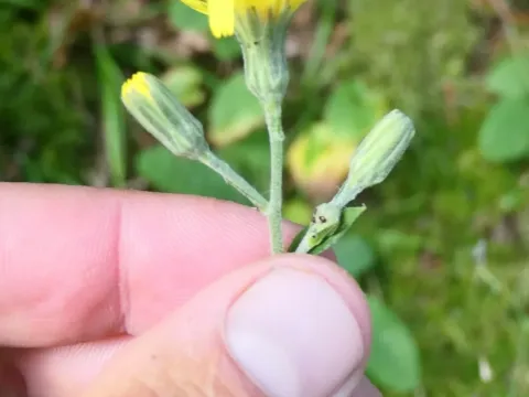 Hieracium racemosum
