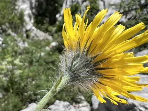 Hieracium scorzonerifolium