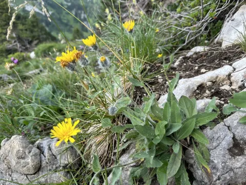 Alpine Hawkweed