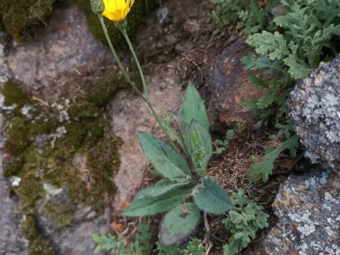 Schmidt's hawkweed