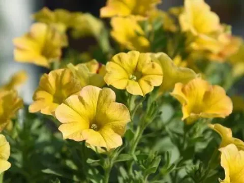 Петхоа