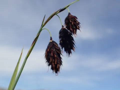 Dark-brown sedge