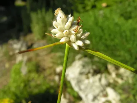 Carex baldensis