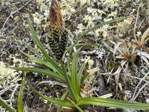 Bigelow's sedge