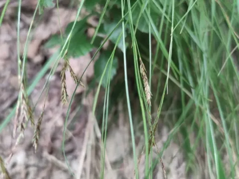 Southern alpine sedge