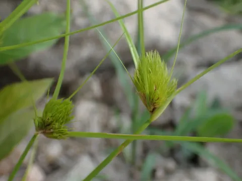 Bohemian sedge