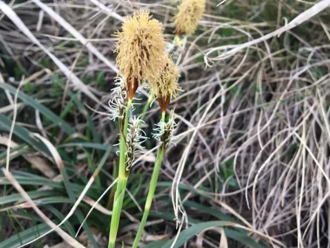 Carex brevicollis
