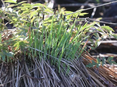 Tufted sedge
