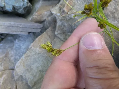 Crawford's sedge
