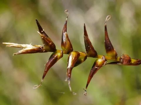 Davall's sedge