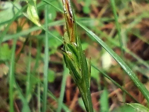 Two-spike sedge