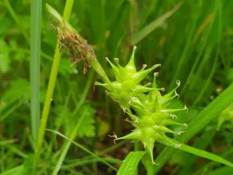 Carex dickinsii