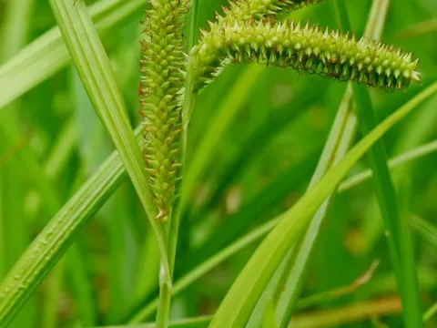 Carex doniana