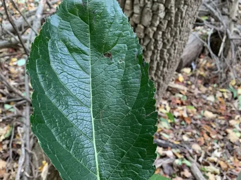 Eucommia