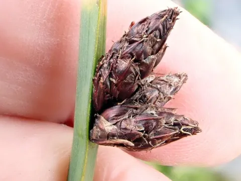 Common threesquare