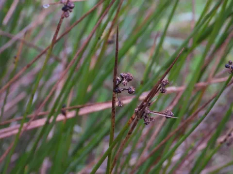 Scirpoides