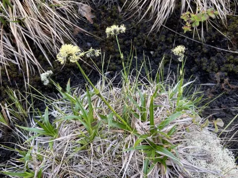 Maximowicz's bulrush