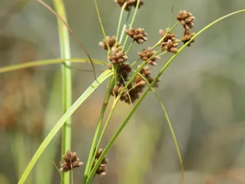 Mitsukuri bulrush