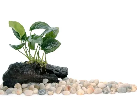 Anubias