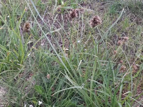 Stinking sedge