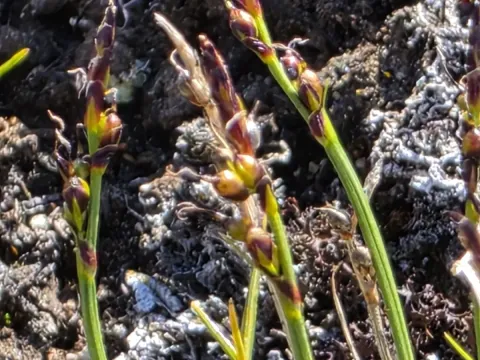Glacial sedge