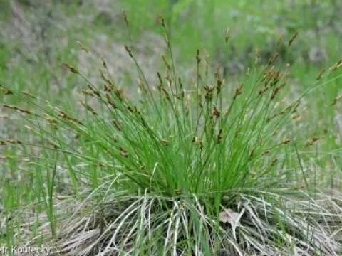Shadow sedge
