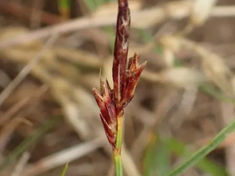 Carex supina