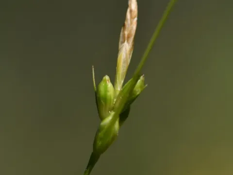 Carex oedipostyla