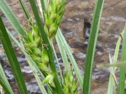 Carex hordeistichos