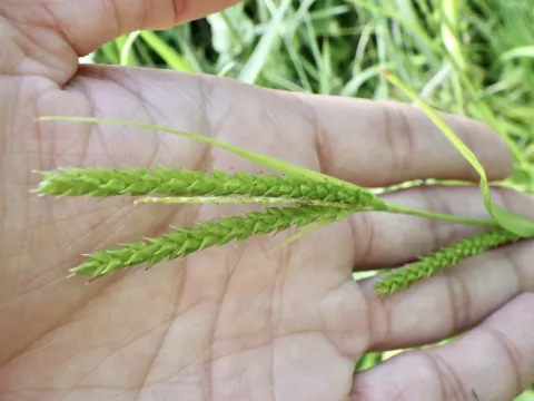 Carex ischnostachya
