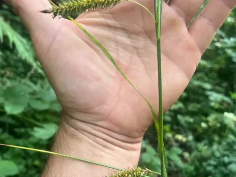 Smooth sedge