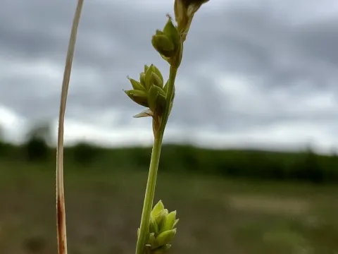 Lappland sedge