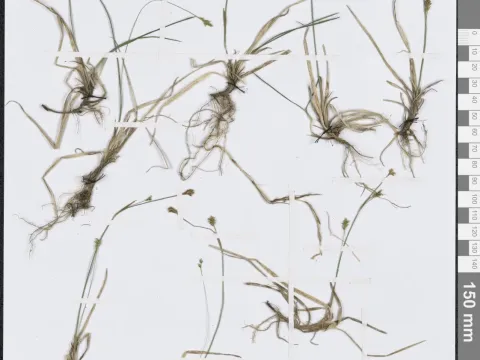 Carex laxa