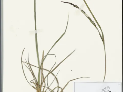 Carex turfosa