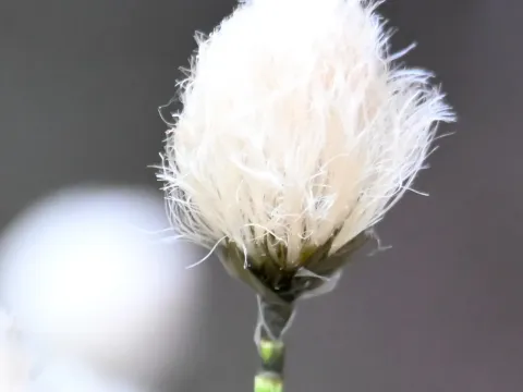 Short-anther cotton-grass