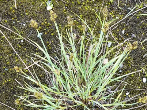 Lachenal's sedge