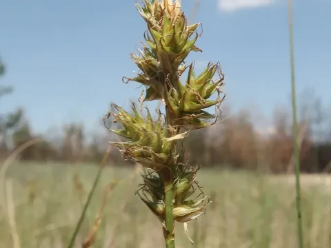 Carex colchica