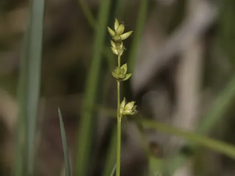 Lolium-like sedge