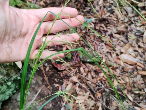 Lowe's sedge
