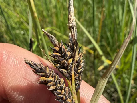 Lyngbye's sedge