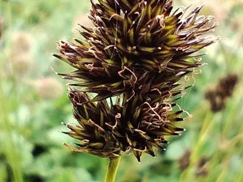 Carex macloviana
