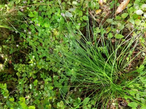 Carex vulcani