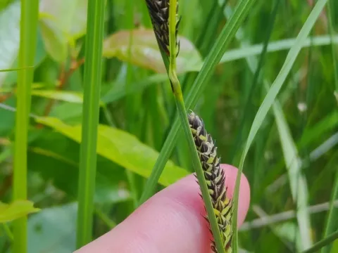 Carex vacillans