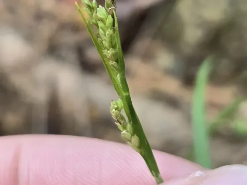 Carex tristachya