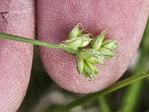 Carex tenuiflora